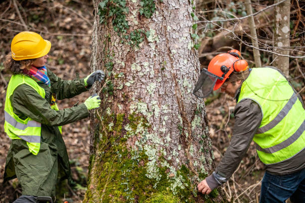 How Our Tree Care Process Works  in  Potomac Mills, VA