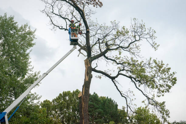 Landscape Design and Installation in Potomac Mills, VA